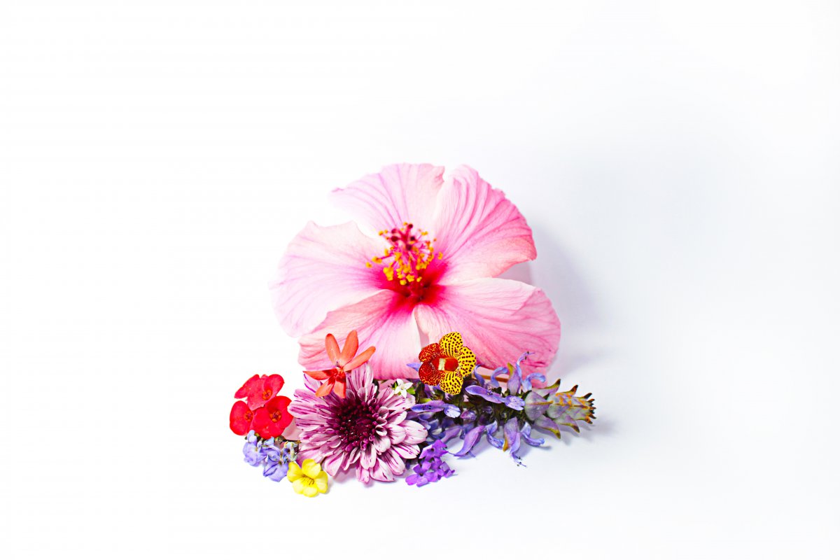 鲜花背景图片图片-