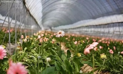 行业动态 丨花卉电商销售市场持续升温