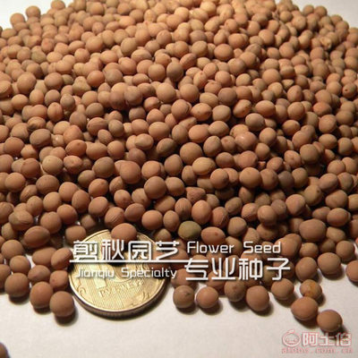 【剪秋园艺厂家直销蔬菜草籽白豌豆青豌豆家庭阳台品种齐全量大优惠】沭阳县新河镇剪秋花卉园艺场 - 产品库