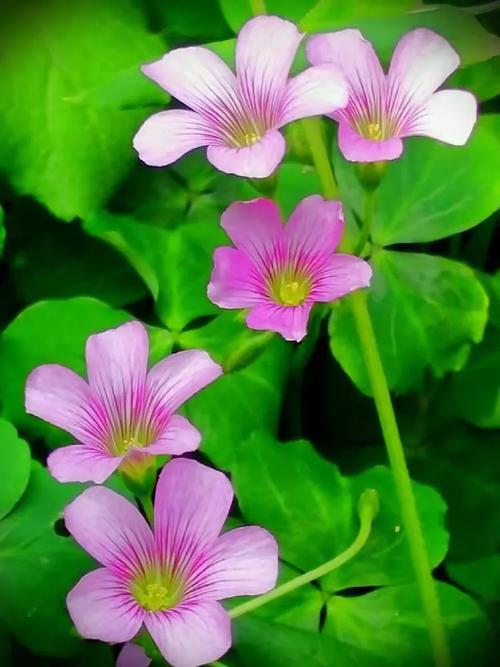 花卉摄影